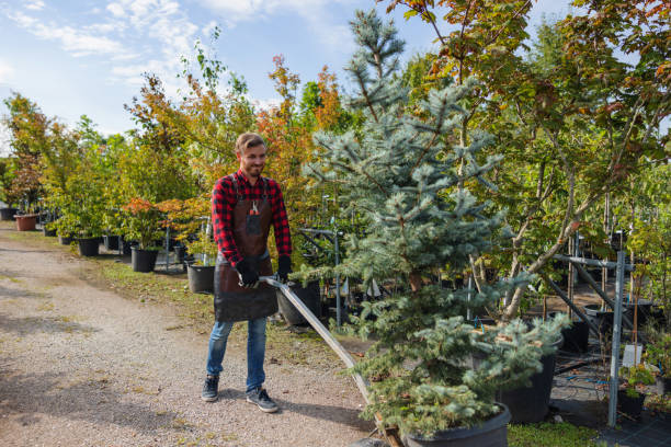 Best Storm Damage Tree Cleanup  in Kewanee, IL